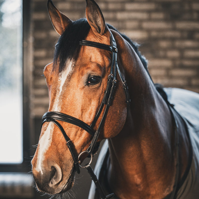 A Equipt Agenda bridle