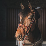 A Equipt Clincher browband - Gold