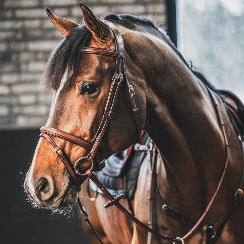 A Equipt New Olympic bridle