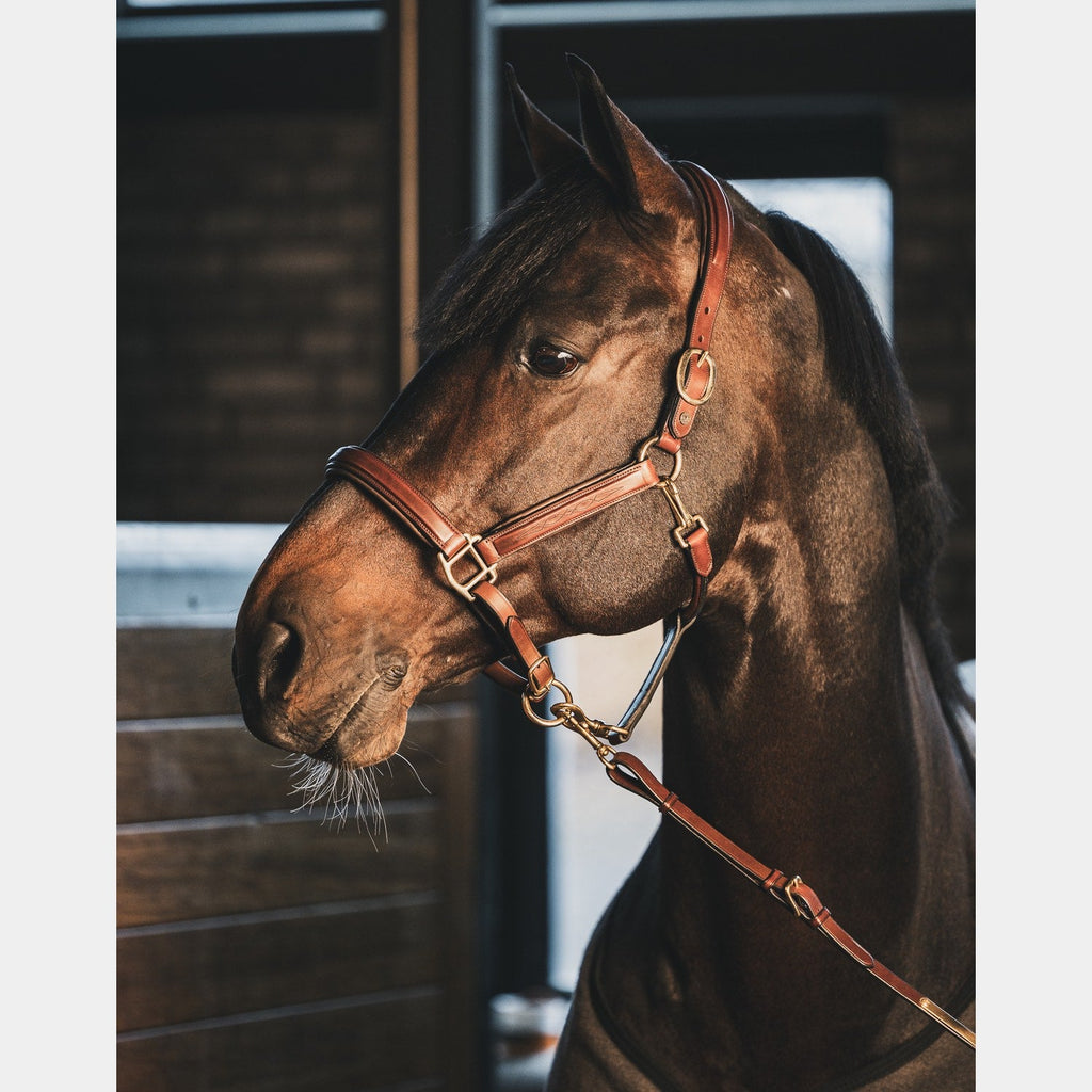 Leather Lead Ropes A Equipt Leather lead rope – Aequipt.com