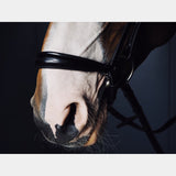 A Equipt Agenda Drop Noseband