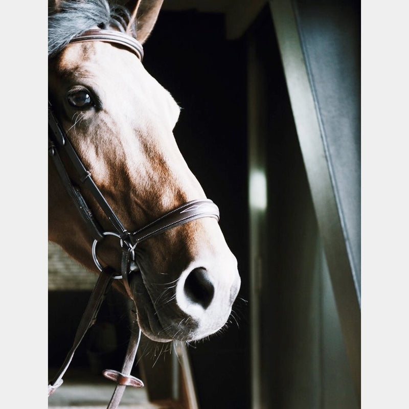 A Equipt Olympic Drop Noseband